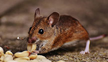 24 Hour & Emergency Exterminators in Bluff Park, IA